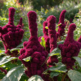 Feathered Amaranth Seeds Annual Tall Plume Flowers for Cut Flowers