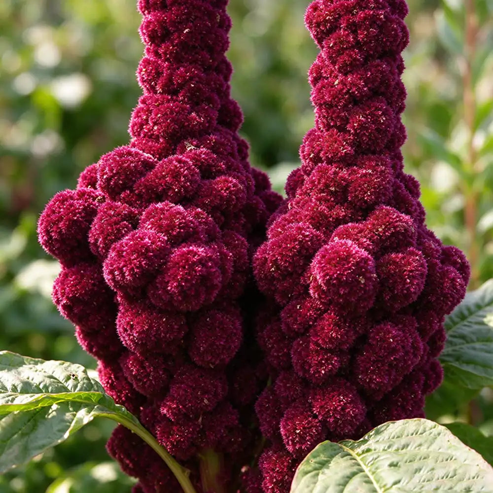 Feathered Amaranth Seeds Annual Tall Plume Flowers for Cut Flowers