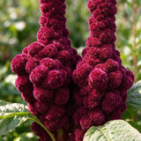 Feathered Amaranth Seeds Annual Tall Plume Flowers for Cut Flowers
