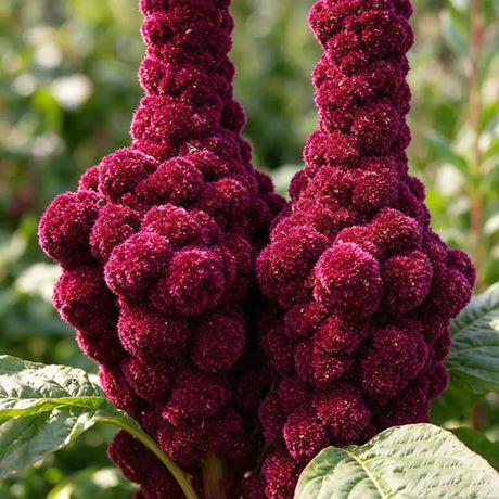 Feathered Amaranth Seeds Annual Tall Plume Flowers for Cut Flowers