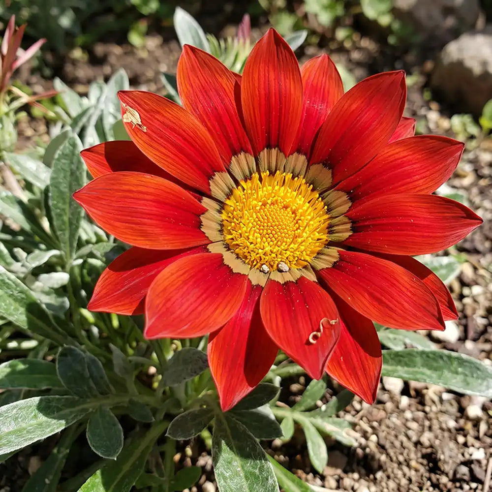 Sunflower Seeds Annual Red Blooms with Dark Center Ring