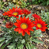Sunflower Seeds Annual Red Blooms with Dark Center Ring