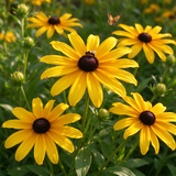 Classic Black-Eyed Susan Rudbeckia Seeds Annual Tall Yellow for Pollinators