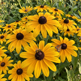 Classic Black-Eyed Susan Rudbeckia Seeds Annual Tall Yellow for Pollinators