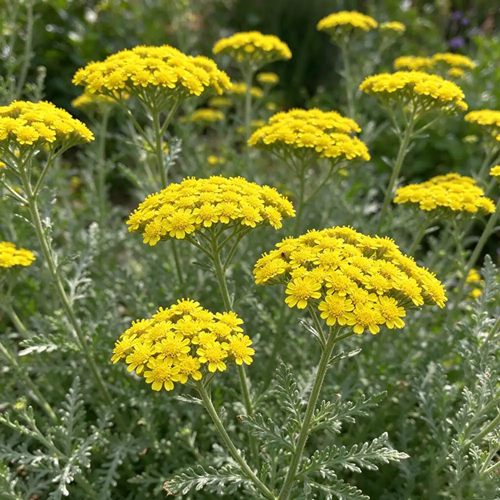 Yellow Yarrow Seeds Perennial Tall Golden Yellow Blooms