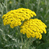 Yellow Yarrow Seeds Perennial Tall Golden Yellow Blooms