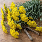 Yellow Yarrow Seeds Perennial Tall Golden Yellow Blooms