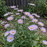 Lavender Purple Aster Seeds Perennial Tall Purple for Pollinators