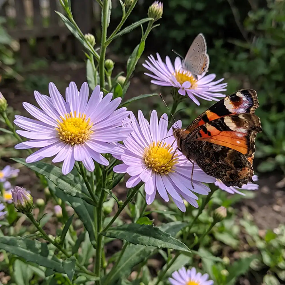 Lavender Purple Aster Seeds Perennial Tall Purple for Pollinators