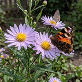 Lavender Purple Aster Seeds Perennial Tall Purple for Pollinators