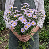 Lavender Purple Aster Seeds Perennial Tall Purple for Pollinators