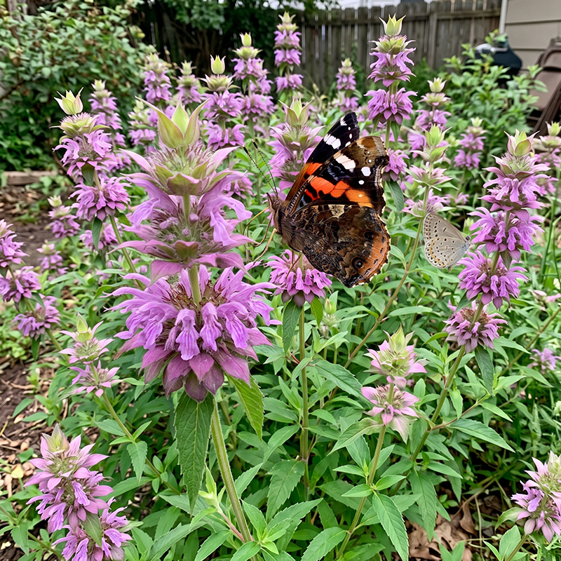 Lemon Bee Balm Seeds Perennial Tall Pink for Pollinators