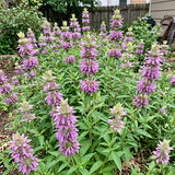 Lemon Bee Balm Seeds Perennial Tall Pink for Pollinators