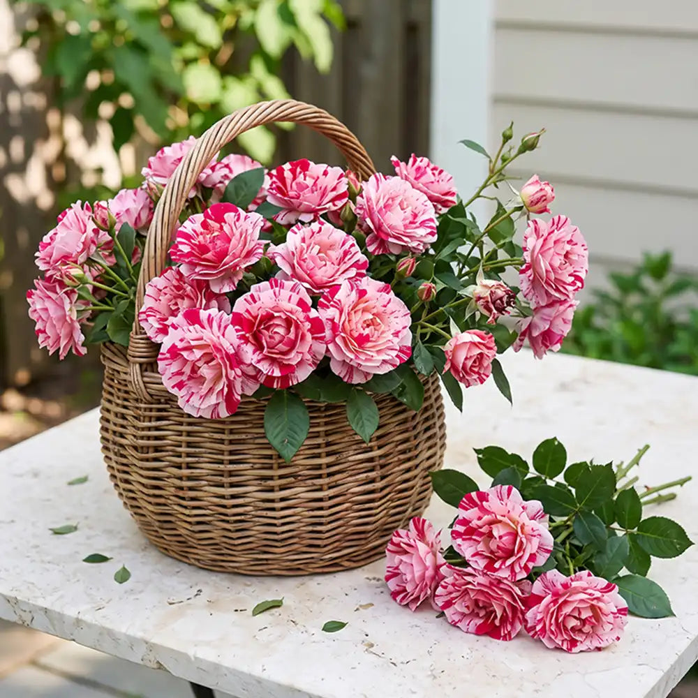 Dark Red White Rose Rose Seeds Annual Tall Bicolor for Cut Flowers