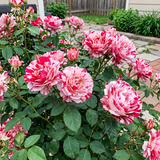 Dark Red White Rose Rose Seeds Annual Tall Bicolor for Cut Flowers