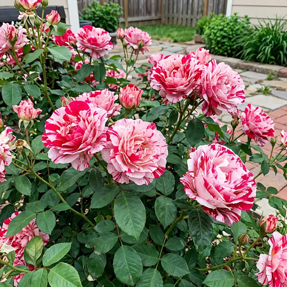 Dark Red White Rose Rose Seeds Annual Tall Bicolor for Cut Flowers