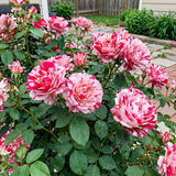 Dark Red White Rose Rose Seeds Annual Tall Bicolor for Cut Flowers