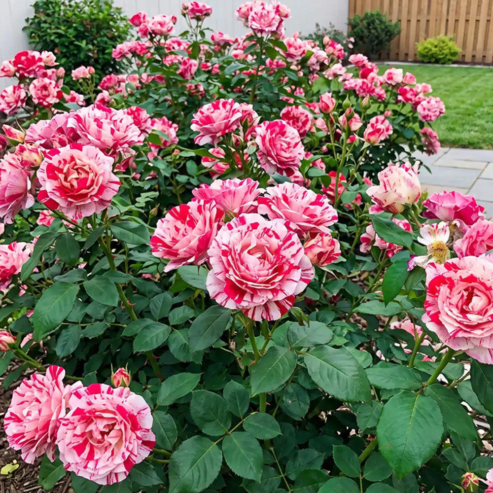 Dark Red White Rose Rose Seeds Annual Tall Bicolor for Cut Flowers