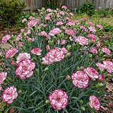 Grans Favorite Dianthus Dianthus Seeds Biennial Tall Pink for Ornamental