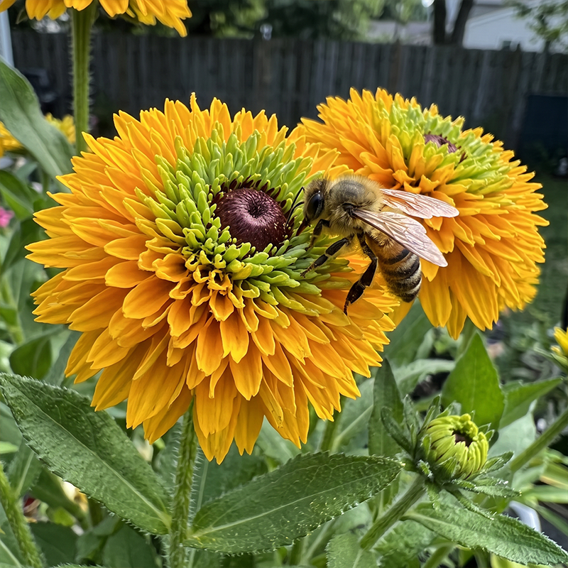 Double Golden Gloriosa Black-Eyed Susan Seeds Annual Tall Double Yellow for Pollinators