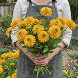 Double Golden Gloriosa Black-Eyed Susan Seeds Annual Tall Double Yellow for Pollinators
