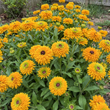 Double Golden Gloriosa Black-Eyed Susan Seeds Annual Tall Double Yellow for Pollinators