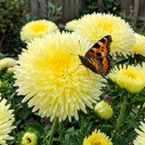 Lemon Yellow Needle Aster Seeds Annual Tall Yellow for Cut Flowers