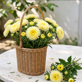 Lemon Yellow Needle Aster Seeds Annual Tall Yellow for Cut Flowers
