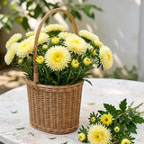 Lemon Yellow Needle Aster Seeds Annual Tall Yellow for Cut Flowers
