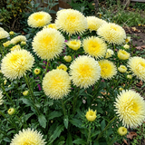 Lemon Yellow Needle Aster Seeds Annual Tall Yellow for Cut Flowers