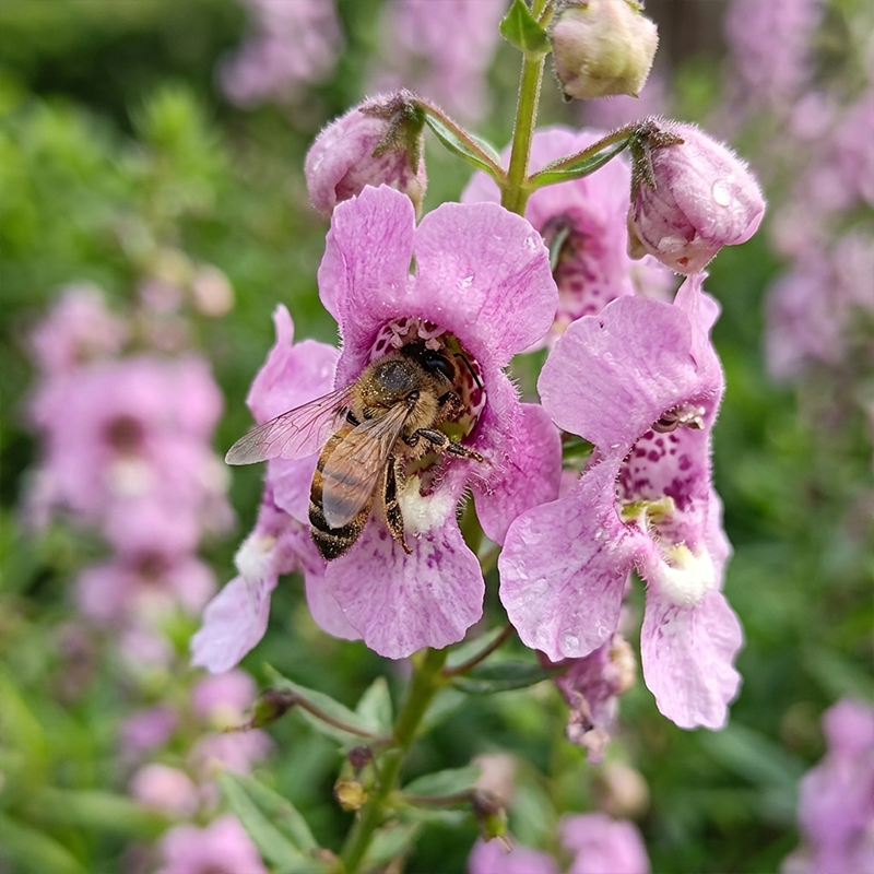 Light Pink Summer Snapdragon Seeds Annual Upright Pink for Borders