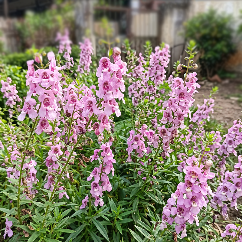 Light Pink Summer Snapdragon Seeds Annual Upright Pink for Borders