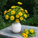 Melampodium Paludosum Seeds Annual Compact Yellow for Ornamental