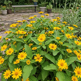 Melampodium Paludosum Seeds Annual Compact Yellow for Ornamental