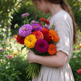 Mix Zinnia Seeds Annual Tall Mixed Colors for Cut Flowers