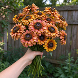 Mixed Gloriosa Black-Eyed Susan Seeds Annual Tall Mixed Colors for Pollinators