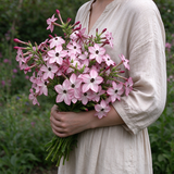 Nicotiana Alata Seeds Annual Tall White for Ornamental