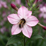 Nicotiana Alata Seeds Annual Tall White for Ornamental