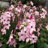 Nicotiana Alata Seeds Annual Tall White for Ornamental