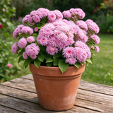 Pink Floss Flower Seeds Annual Compact Pink for Ornamental