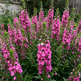 Pink Summer Snapdragon Seeds Annual Tall Pink for Ornamental