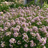 Pink Sweet Alyssum Seeds Annual Compact Pink for Ornamental
