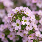 Pink Sweet Alyssum Seeds Annual Compact Pink for Ornamental
