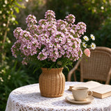 Pink Sweet Alyssum Seeds Annual Compact Pink for Ornamental