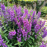 Purple Summer Snapdragon Seeds Annual Tall Purple for Ornamental
