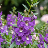 Purple Summer Snapdragon Seeds Annual Tall Purple for Ornamental