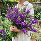 Purple Summer Snapdragon Seeds Annual Tall Purple for Ornamental