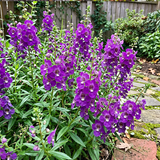 Purple Summer Snapdragon Seeds Annual Tall Purple for Ornamental