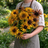 Quilled Spider Black-Eyed Susan Seeds Annual Tall Mixed Colors for Pollinators