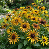 Quilled Spider Black-Eyed Susan Seeds Annual Tall Mixed Colors for Pollinators